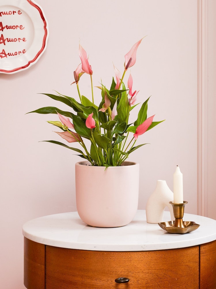 Beards & Daisies Pink Anthurium Lilli & Earthenware Pot - Image 1 of 3 Beards & Daisies Pink Anthurium Lilli & Earthenware Pot - Image 1 of 3