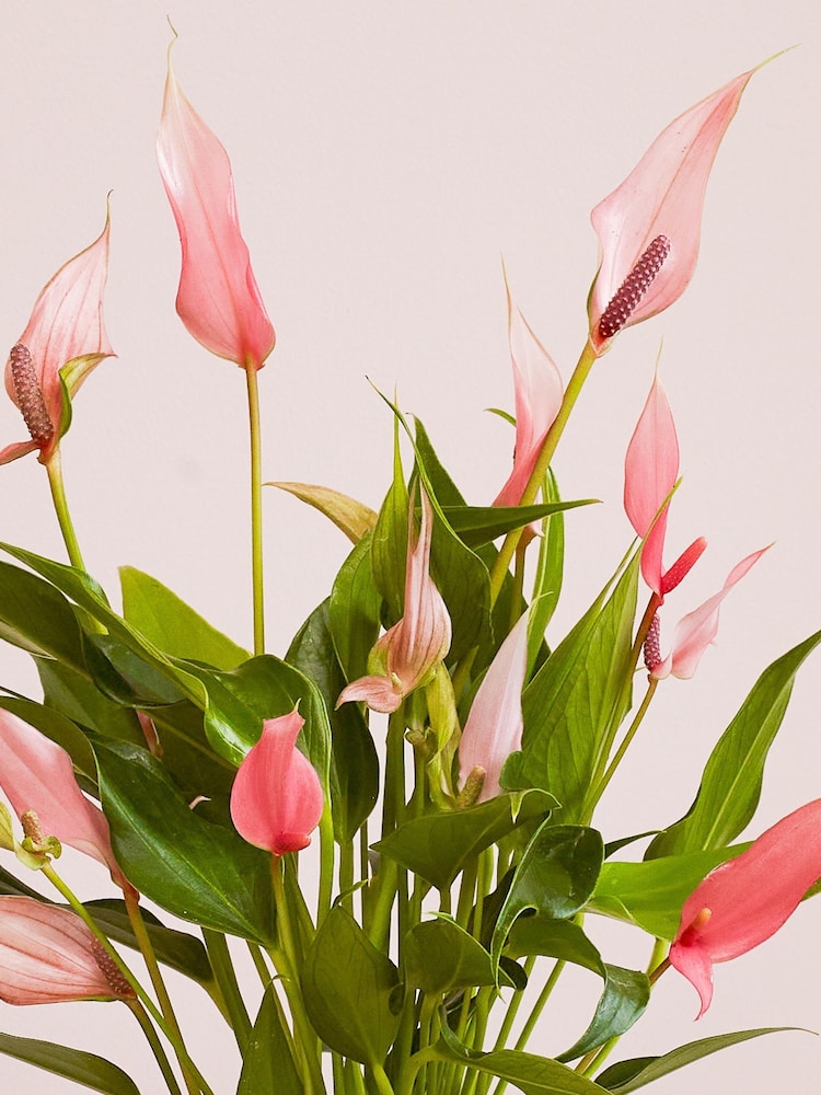 Beards & Daisies Pink Anthurium Lilli & Earthenware Pot - Image 2 of 3 Beards & Daisies Pink Anthurium Lilli & Earthenware Pot - Image 2 of 3
