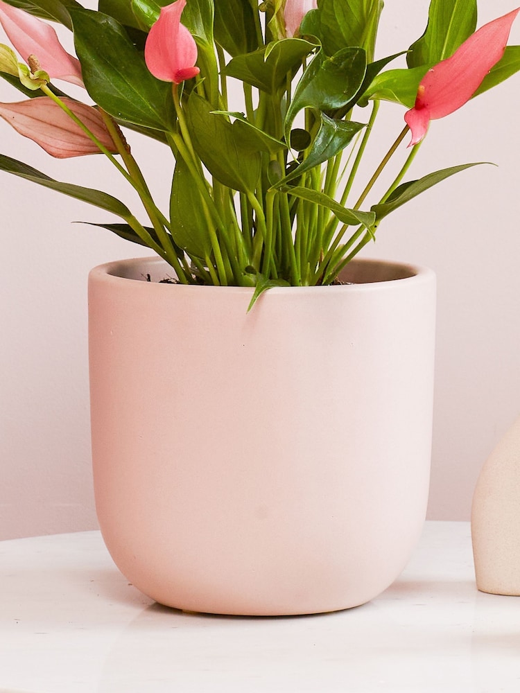 Beards & Daisies Pink Anthurium Lilli & Earthenware Pot - Image 3 of 3 Beards & Daisies Pink Anthurium Lilli & Earthenware Pot - Image 3 of 3