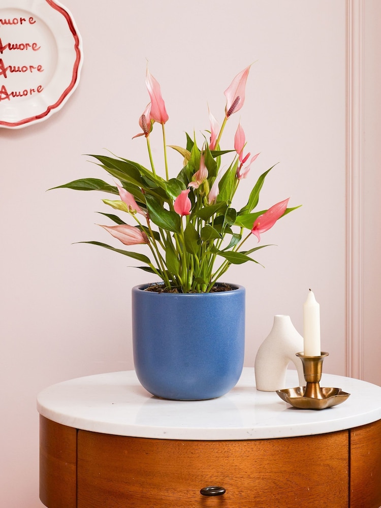 Beards & Daisies Inky Blue Anthurium Lilli & Earthenware Pot - Image 1 of 3 Beards & Daisies Inky Blue Anthurium Lilli & Earthenware Pot - Image 1 of 3