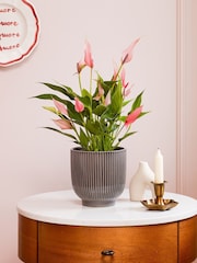 Beards & Daisies Grey Anthurium Lilli & Ribbed Pot - Image 1 of 3