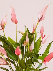 Beards & Daisies Grey Anthurium Lilli & Ribbed Pot - Image 2 of 3