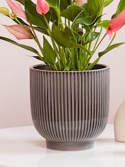 Beards & Daisies Grey Anthurium Lilli & Ribbed Pot - Image 3 of 3