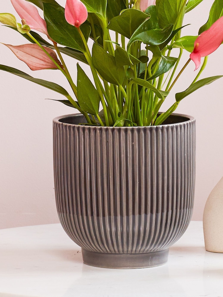 Beards & Daisies Grey Anthurium Lilli & Ribbed Pot - Image 3 of 3