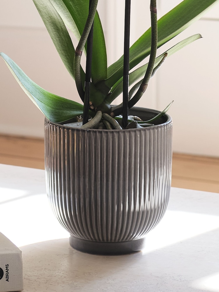 Beards & Daisies Navy Purple Orchid & Ribbed Pot - Image 3 of 3 Beards & Daisies Navy Purple Orchid & Ribbed Pot - Image 3 of 3