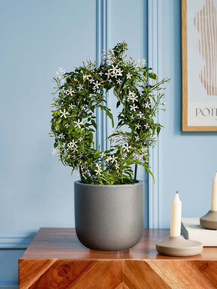 Beards & Daisies Graphite Jasmine On Hoop & Earthenware Plant Pot - Image 1 of 3 Beards & Daisies Graphite Jasmine On Hoop & Earthenware Plant Pot - Image 1 of 3