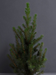 Beards & Daisies Red Picea Tree & Pablo Plant Pot - Image 2 of 3