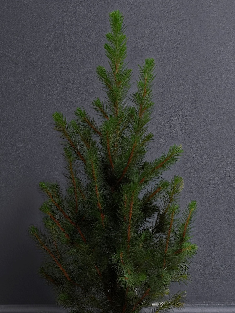 Beards & Daisies Red Picea Tree & Pablo Plant Pot - Image 2 of 3 Beards & Daisies Red Picea Tree & Pablo Plant Pot - Image 2 of 3