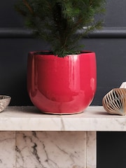 Beards & Daisies Red Picea Tree & Pablo Plant Pot - Image 3 of 3