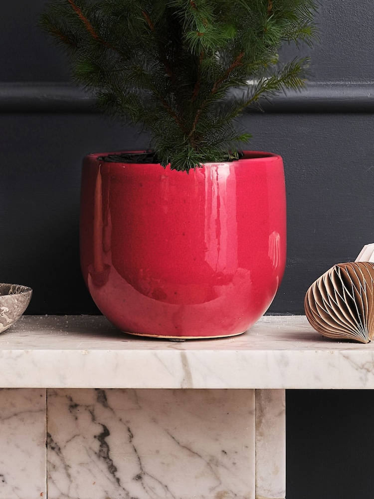 Beards & Daisies Red Picea Tree & Pablo Plant Pot - Image 3 of 3 Beards & Daisies Red Picea Tree & Pablo Plant Pot - Image 3 of 3