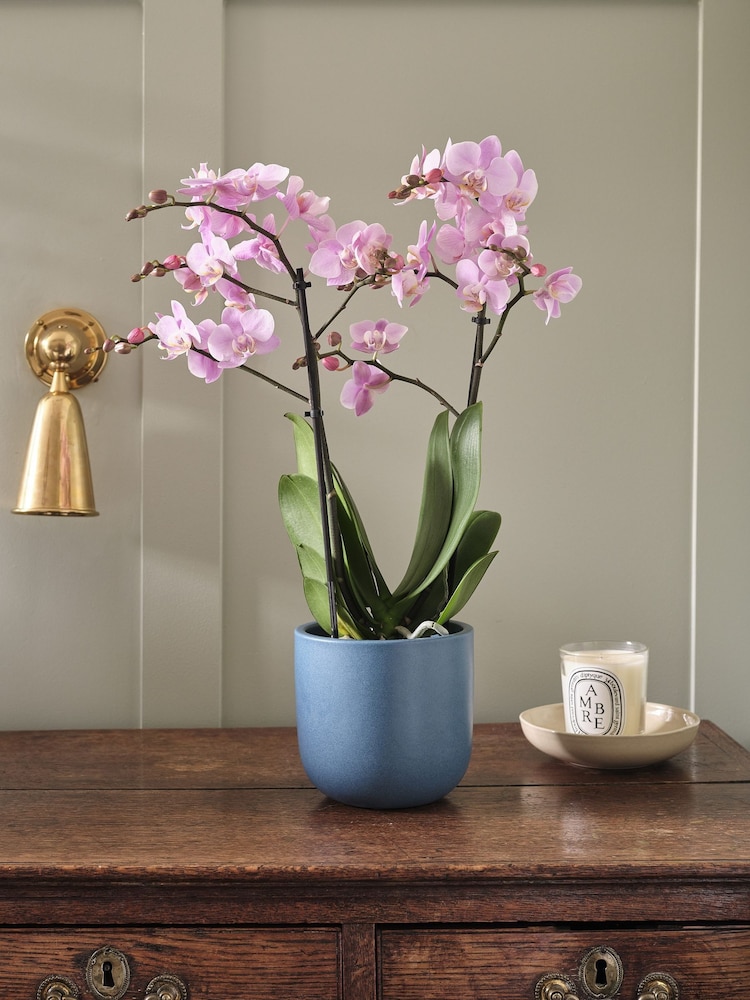 Beards & Daisies Inky Blue Pink Orchid & Earthenware Pot - Image 1 of 3