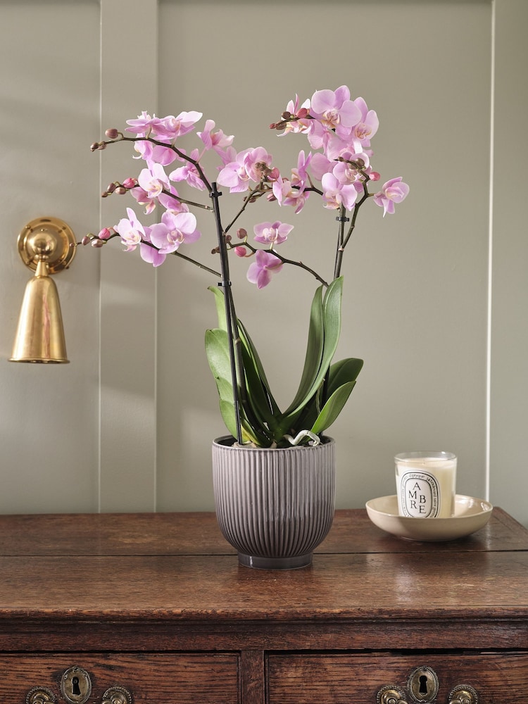 Beards & Daisies Grey Pink Orchid & Ribbed Pot - Image 1 of 3 Beards & Daisies Grey Pink Orchid & Ribbed Pot - Image 1 of 3