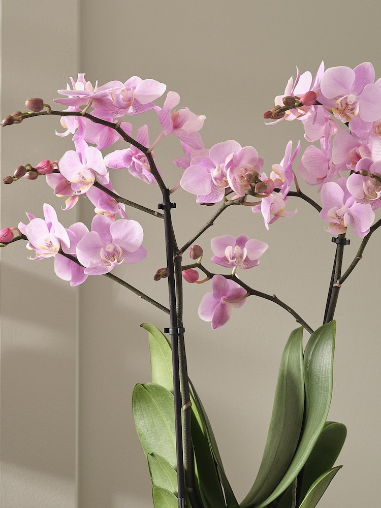 Beards & Daisies Grey Pink Orchid & Ribbed Pot - Image 2 of 3 Beards & Daisies Grey Pink Orchid & Ribbed Pot - Image 2 of 3