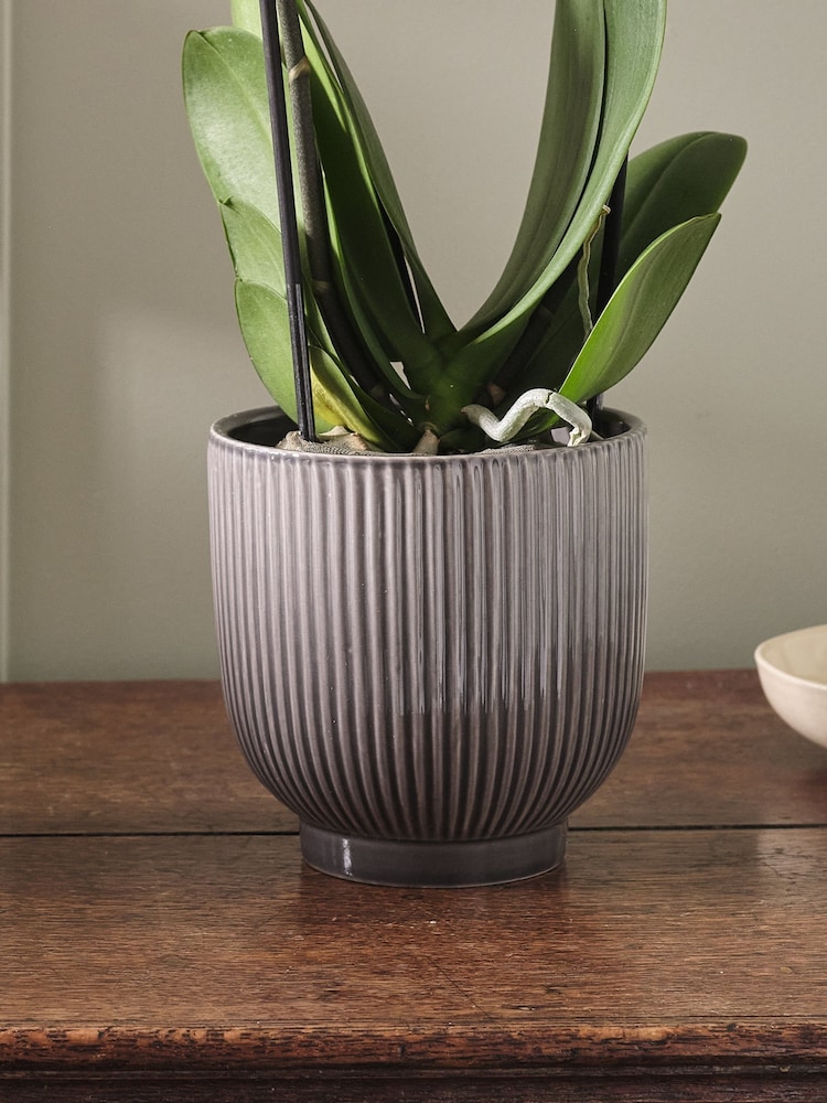 Beards & Daisies Grey Pink Orchid & Ribbed Pot - Image 3 of 3 Beards & Daisies Grey Pink Orchid & Ribbed Pot - Image 3 of 3