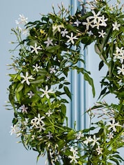Beards & Daisies White Jasmine On Hoop & Ribbed Plant Pot - Image 2 of 3