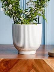 Beards & Daisies White Jasmine On Hoop & Ribbed Plant Pot - Image 3 of 3