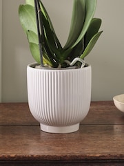 Beards & Daisies White Pink Orchid & Ribbed Pot - Image 3 of 3