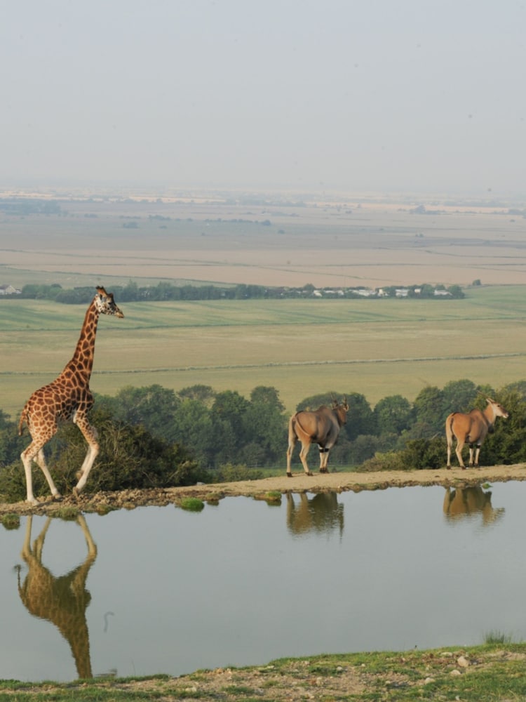 RED LETTER DAYS Port Lympne Reserve Visit for Two Gift Experience - Image 1 of 4
