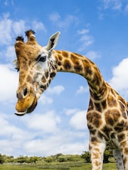 RED LETTER DAYS Port Lympne Reserve Visit for Two Gift Experience - Image 4 of 4