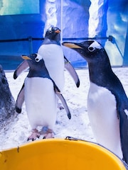 RED LETTER DAYS SEA LIFE London Aquarium for Two Gift Experience - Image 1 of 4