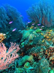 RED LETTER DAYS SEA LIFE London Aquarium for Two Gift Experience - Image 3 of 4