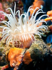 RED LETTER DAYS SEA LIFE London Aquarium for Two Gift Experience - Image 4 of 4