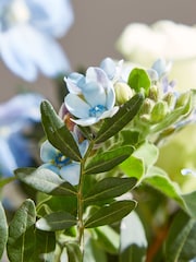 Arena Flowers Baby Blue Bouquet - Image 3 of 6
