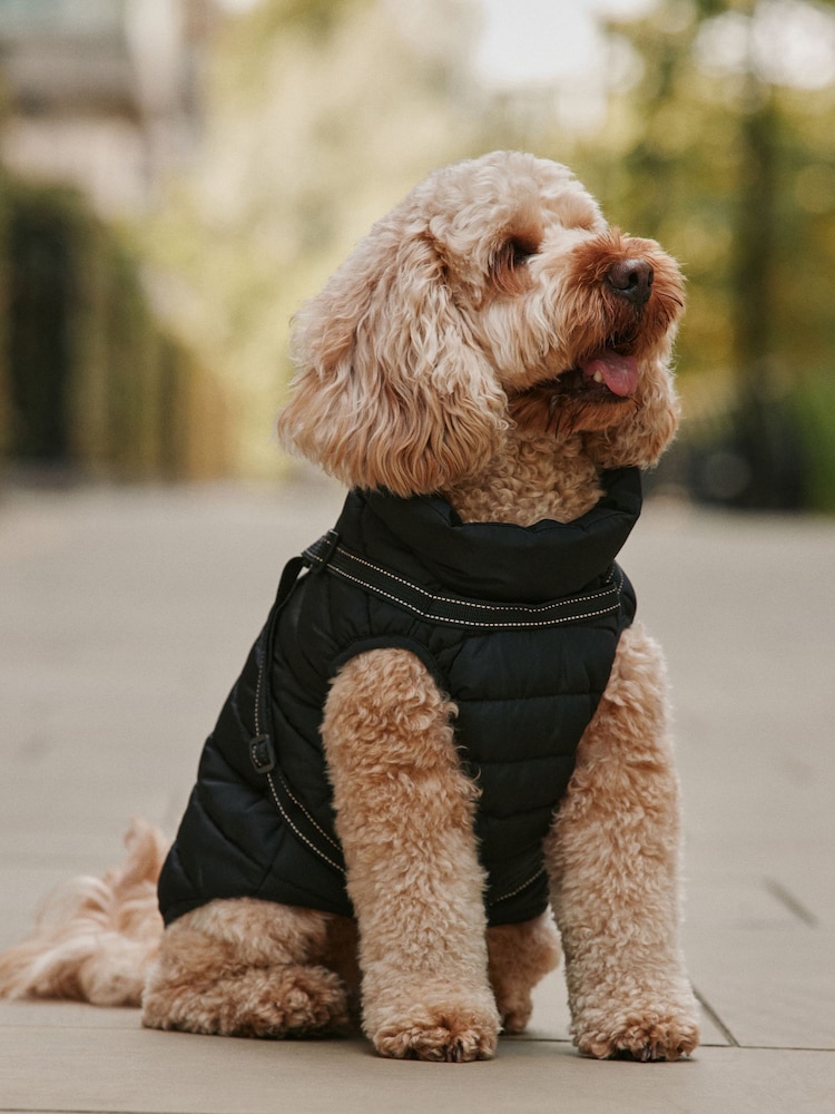 Чорний - Padded Pet Coat with Harness - Image 1 of 3 Чорний - Padded Pet Coat with Harness - Image 1 of 3