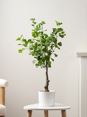 Scottish Everlastings Ltd Green Artificial Heart-leaf Ficus Tree in Pot - Image 1 of 3