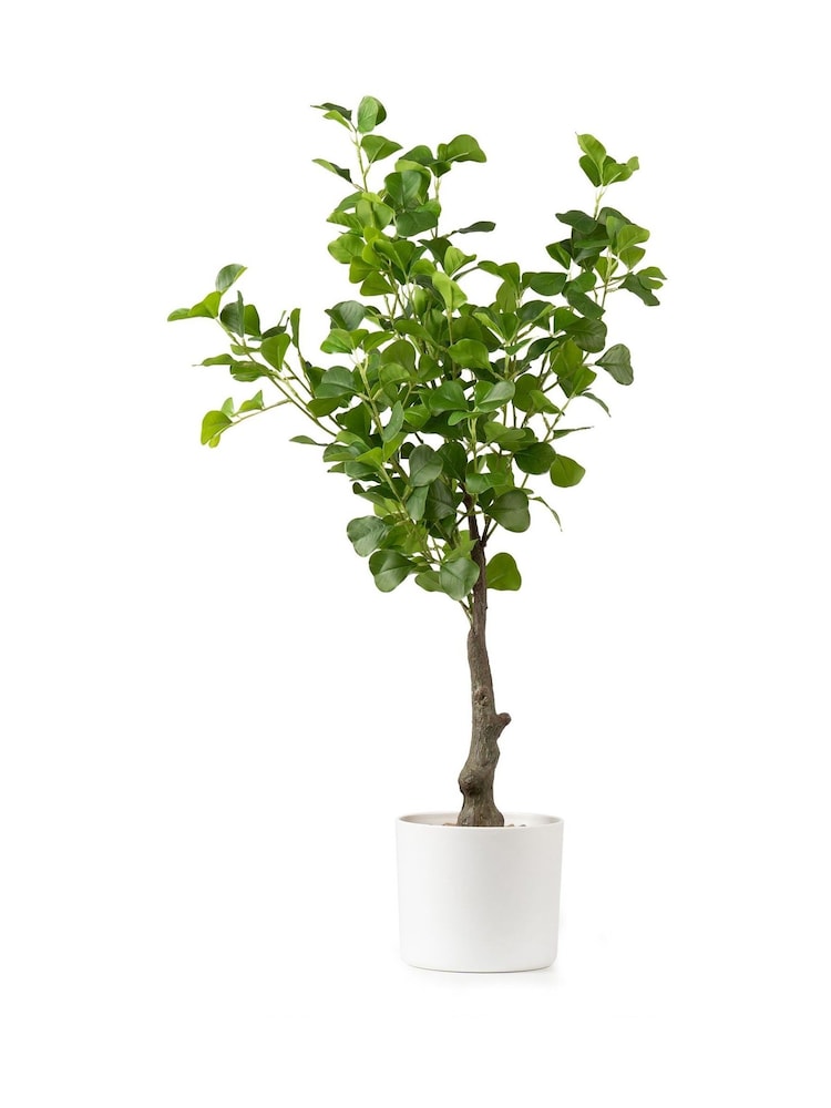 Scottish Everlastings Ltd Green Artificial Heart-leaf Ficus Tree in Pot - Image 3 of 3