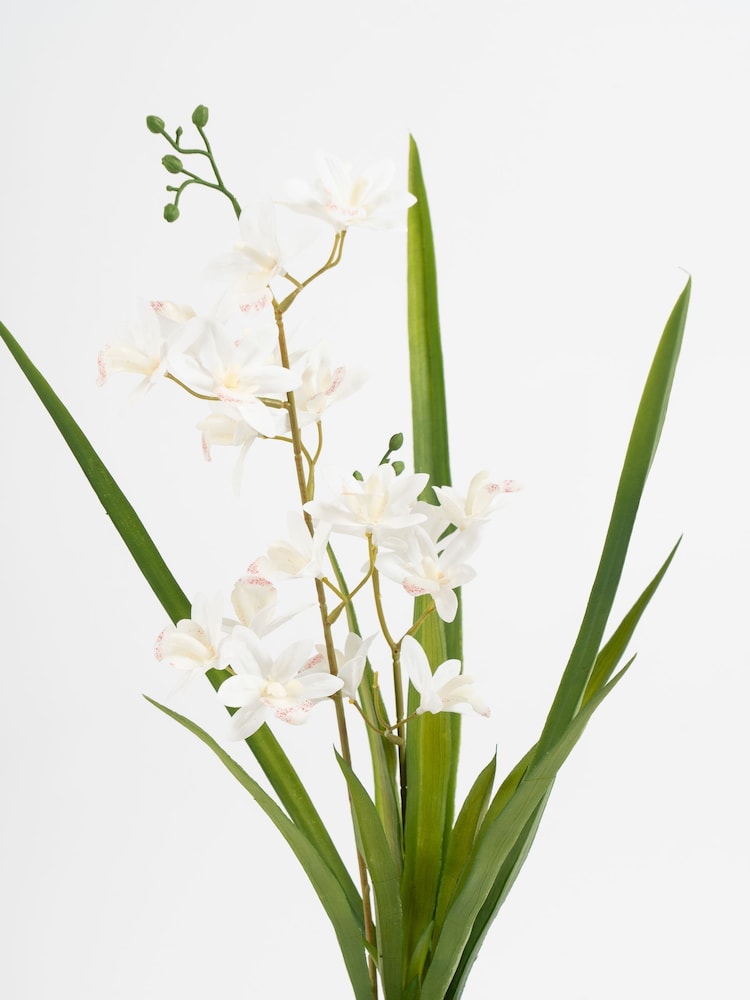 Scottish Everlastings Ltd White Artificial Mini Cymbidium Orchid in Pot - Image 2 of 3 Scottish Everlastings Ltd White Artificial Mini Cymbidium Orchid in Pot - Image 2 of 3