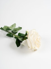 Scottish Everlastings Ltd 6 Pack Cream Artificial Cabbage Rose Stems - Image 2 of 3