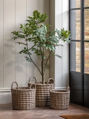 Gallery Home Green Large Faux Potted Chinese Olive Tree - Image 1 of 5