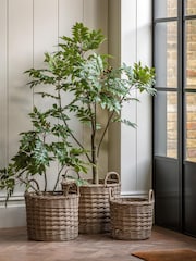 Gallery Home Green Large Faux Potted Chinese Olive Tree - Image 2 of 5