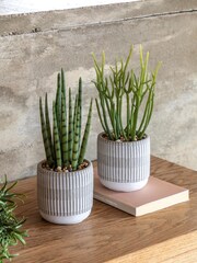 Gallery Home Set of 2 Natural Faux Small Succulents in Ceramic potsw - Image 1 of 5