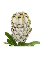 Gallery Home 12 Pack Green Faux Stem Statement Tropical Artificial Flowers - Image 3 of 4