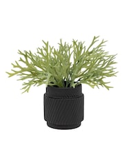 Gallery Home Green Faux Platycerium in Ceramic Pot - Image 1 of 3