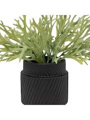 Gallery Home Green Faux Platycerium in Ceramic Pot - Image 2 of 3