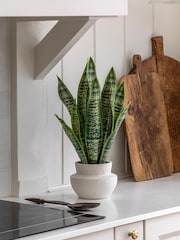 Gallery Home Natural Faux Snake Plant in Ceramic Pot - Image 1 of 6