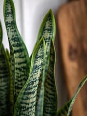 Gallery Home Natural Faux Snake Plant in Ceramic Pot - Image 2 of 6