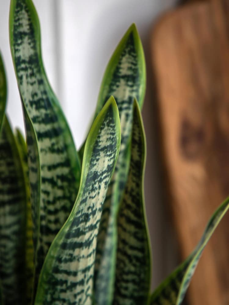 Gallery Home Natural Faux Snake Plant in Ceramic Pot - Image 2 of 6