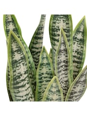Gallery Home Natural Faux Snake Plant in Ceramic Pot - Image 6 of 6