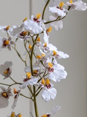 Gallery Home White Faux Orchid in Low Ceramic Pot - Image 2 of 5
