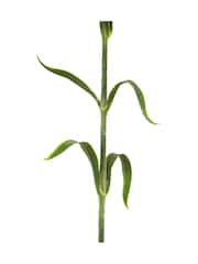 Gallery Home 12 Pack Green Faux Stem Statement Blooms - Image 2 of 4