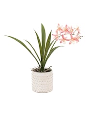 Gallery Home Pink Faux Orchid in Ceramic Dot Pot - Image 4 of 6