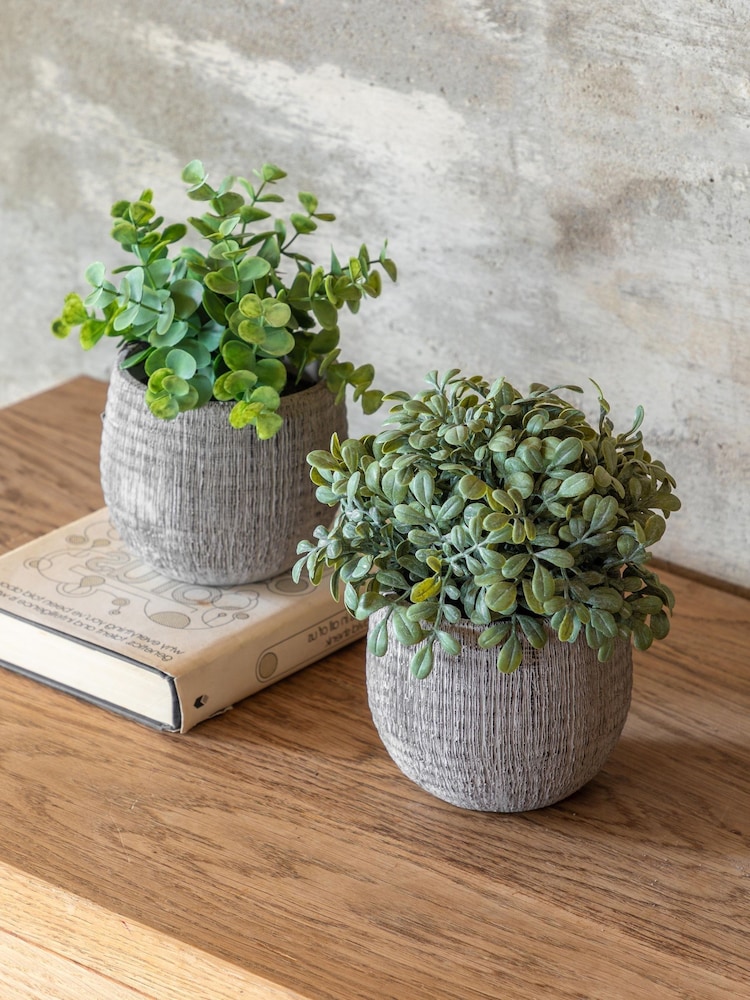 Gallery Home Set of 2 Natural Potted Rosemary Plants - Image 1 of 5