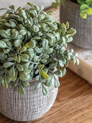 Gallery Home Set of 2 Natural Potted Rosemary Plants - Image 2 of 5