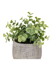 Gallery Home Set of 2 Natural Potted Rosemary Plants - Image 4 of 5