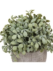 Gallery Home Set of 2 Natural Potted Rosemary Plants - Image 5 of 5