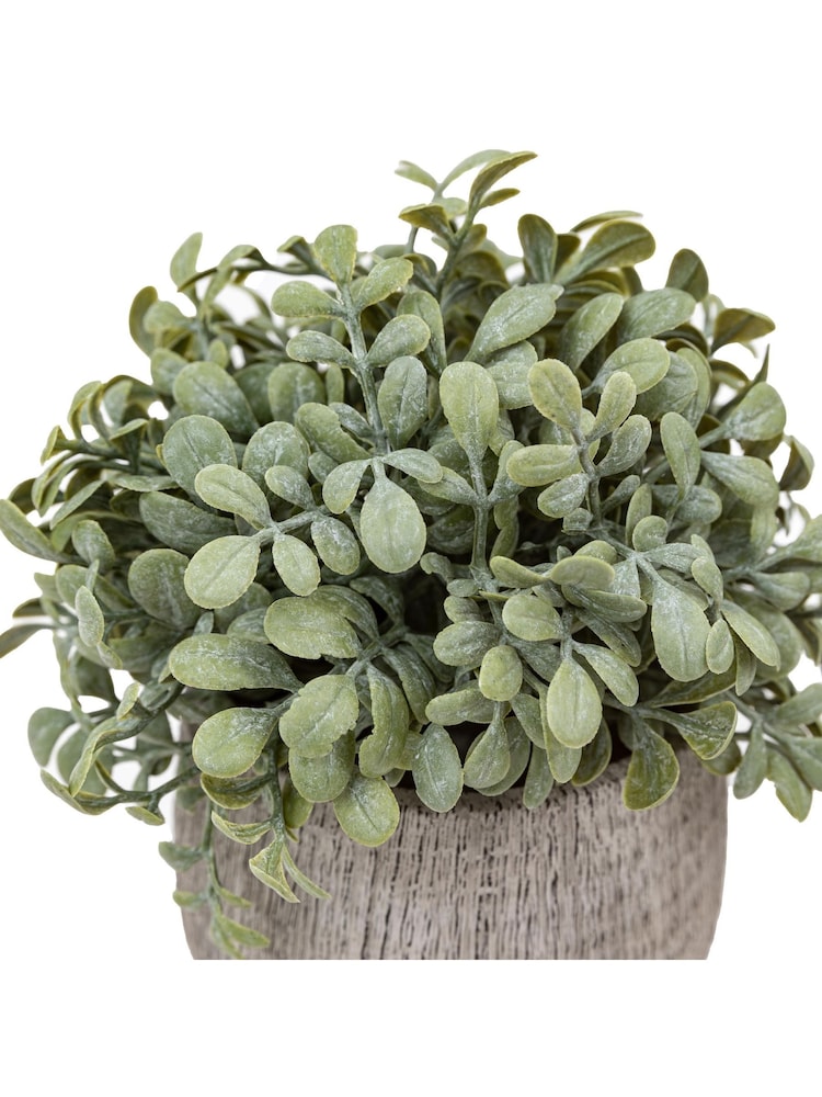 Gallery Home Set of 2 Natural Potted Rosemary Plants - Image 5 of 5